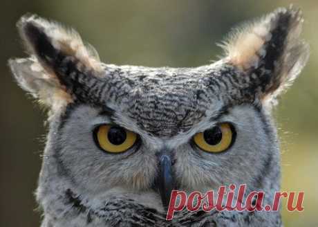 Животный мир, Совы, owl photo, сова, птицы, , basik.ru