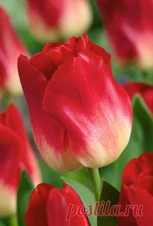 Пин на доске яТЮЛЬПАНЫ