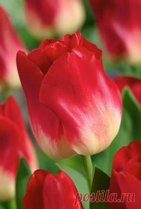 Пин на доске яТЮЛЬПАНЫ