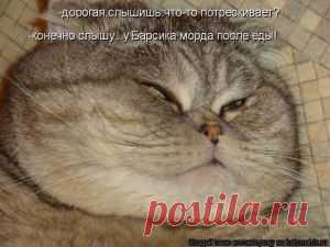 Лучшие котоматрицы недели