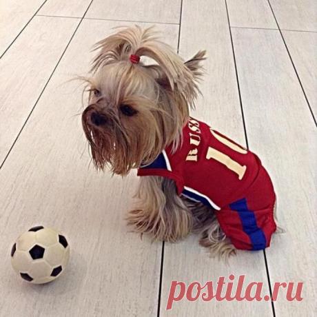 Чемпионат мира по футболу 2014 в Бразилии - Миссия Месси | Зверята. которые болеют на ЧМ по футболу