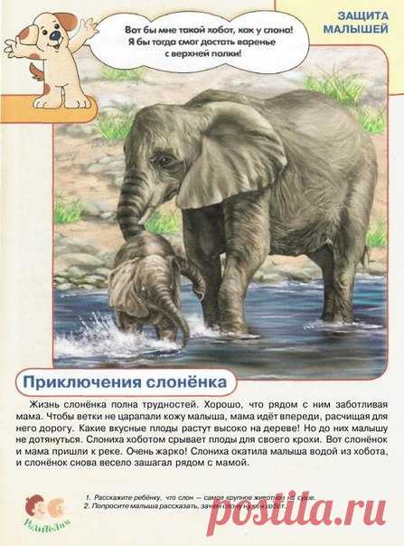 #плакаты@raz.deti 

Животные и их детёныши 
часть 1
