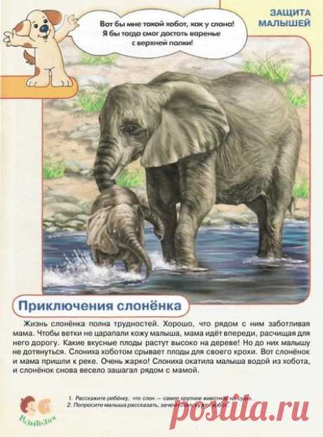 #плакаты@raz.deti 

Животные и их детёныши 
часть 1