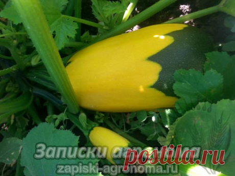 Как и когда сажать кабачки на рассаду &amp;bull; zapiski-agronoma.ru