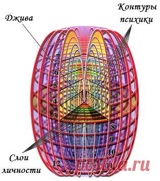 КОКОН ЧЕЛОВЕКА - СТРУКТУРА