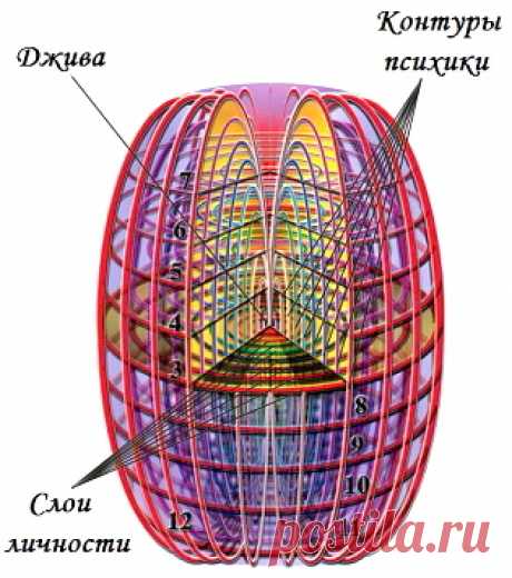 КОКОН ЧЕЛОВЕКА - СТРУКТУРА