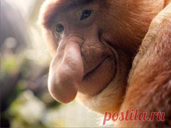 Хочу, чтобы у тех, кто суёт свой нос в чужую жизнь.....вот такой ШНОБЕЛЬ вырос...)))