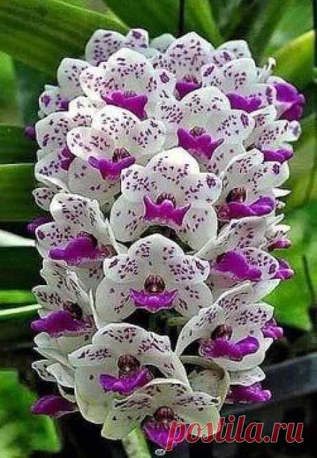 (67) Одноклассники