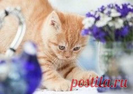 Самый прелестный котик с маленькими клыками / Surfingbird знает всё, что ты любишь