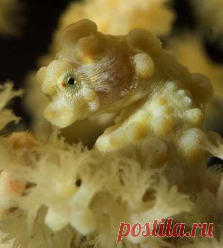 Карликовый морской конек
seahorse | Seahorses