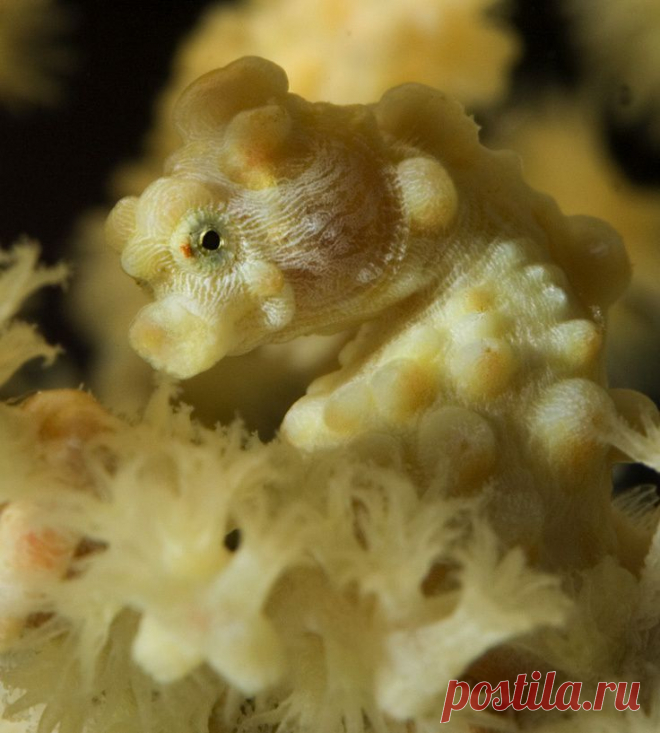 Карликовый морской конек
seahorse | Seahorses