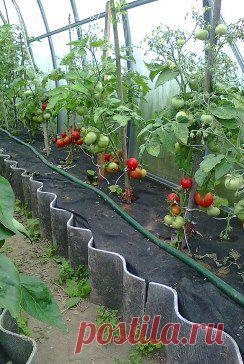 Школа садоводов Андрея Туманова – виталий денисов добавил 4 фотографии в альбом Парничок