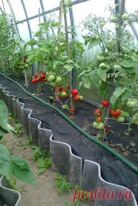 Школа садоводов Андрея Туманова – виталий денисов добавил 4 фотографии в альбом Парничок