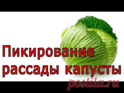Сажаем капусту на рассаду
