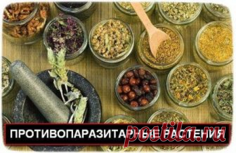 ПРОТИВОПАРАЗИТАРНЫЕ РАСТЕНИЯ  ПРОТИВОПАРАЗИТАРНЫЕ РАСТЕНИЯ