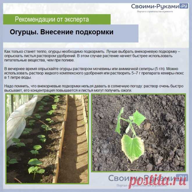 Когда сеять огурцы на рассаду для теплицы - подробная информация!