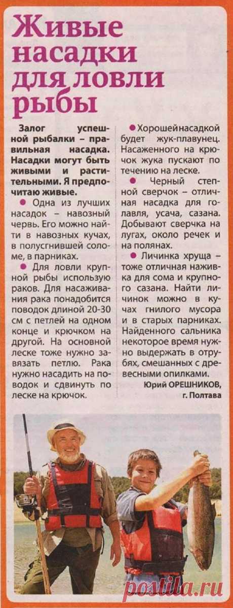 Живые насадки для ловли рыбы