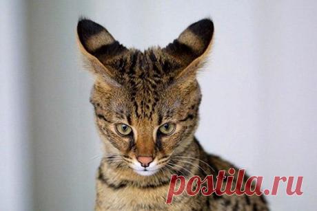 Самые удивительные породы кошек: Саванна