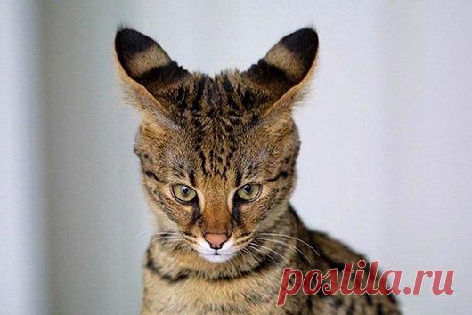 Самые удивительные породы кошек: Саванна