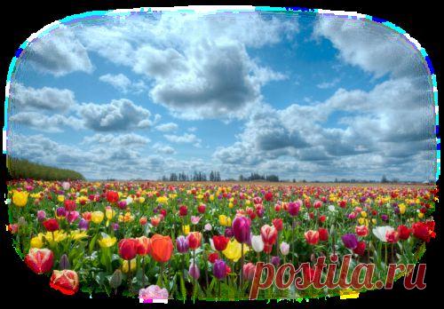 Поздравляю C Днем 8 Марта!