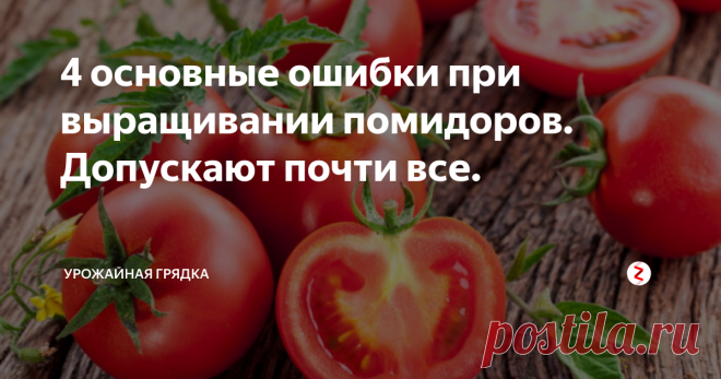 4 основные ошибки при выращивании помидоров. Допускают почти все. Опытные огородники, получающие стабильные урожаи томатов из года в год, всегда охотно делятся своими секретами и наработками с начинающими томатоводами. Какие же основные ошибки при выращивании пасленовой культуры допускают новички? Давайте разбираться.