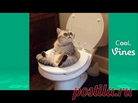 Try Not To Laugh Challenge - Funny Cat & Dog Vines compilation 2017