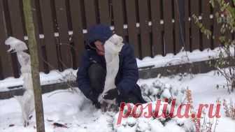 Опыт укрытия садовых растений на зиму Для успешного выращивания садовых растений разных видов требуются различные условия зимовки. Поэтому нужно правильно готовить сад к зиме, чтобы никакие погодные сюрпризы не отражались на наших растениях...