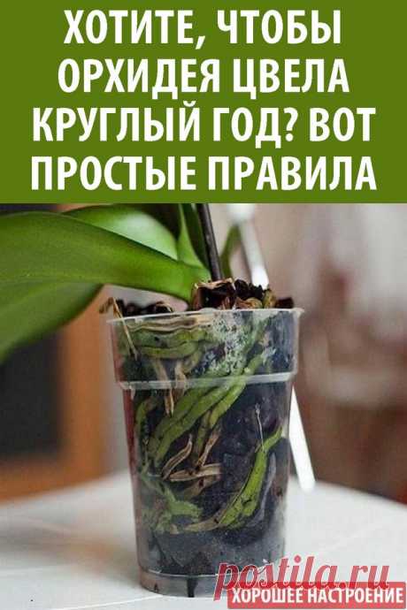 Хотите, чтобы орхидея цвела круглый год? Вот простые правила
