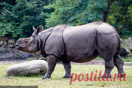 Крупнейший ландшафтный зоопарк в Европе