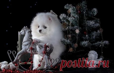 Новогоднее