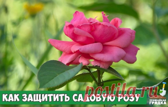 Как защитить садовую розу
 
Для защиты роз от от ржавчины, пятнистости и мучнистой росы хорошо помогает следующее средство.
 
Потребуется:
- 1 столовая ложка соды;
- 1 чайной ложки средства для мытья посуды;
- 1 столовая ложка растительного масла;
- 1 таблетка аспирина;
- 1 л воды вместе.
 
Растворите аспирин в небольшом количестве воды, добавьте остальные ингредиенты. Получившимся раствором опрыскивайте розы каждые 7-10 дней.