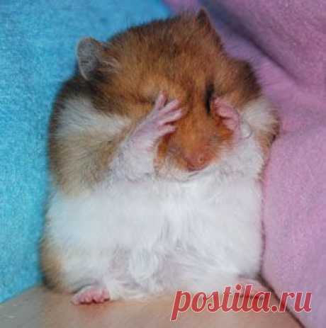 Страх трусливого пессимиста вечно занят тем, что придумывает новые поводы проявить себя. Именно так ведет себя главный герой моей басни в стихах.