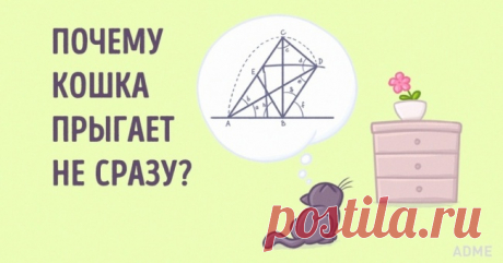 Ученые доказали, что кошки понимают физику