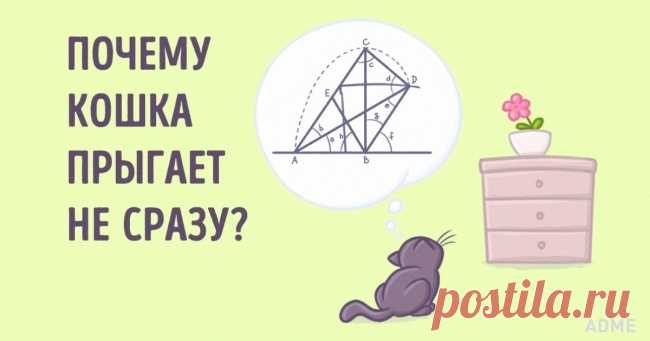 Ученые доказали, что кошки понимают физику