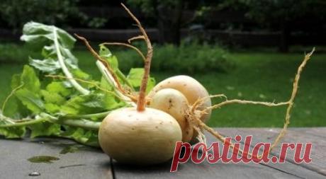 Репа. Незаслуженно забытый исконно русский продукт!