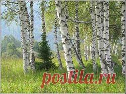 Берёза - еловая нянька - декоративные деревья, берёза