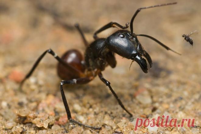 Малазийский гигантский муравей (лат. Camponotus gigas)