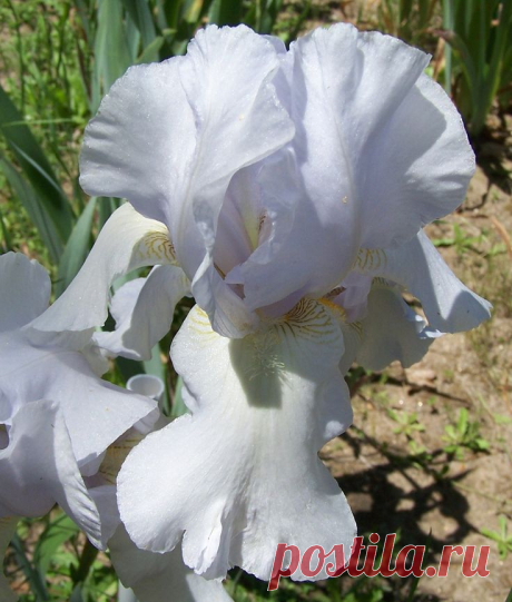 TB Iris germanica 'Frosted Starlight' (Ghio, 1961)  |  Найдено на сайте bluebirdhavenirisgarden.com.