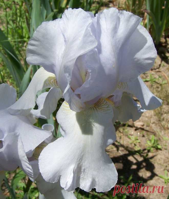 TB Iris germanica 'Frosted Starlight' (Ghio, 1961)  |  Найдено на сайте bluebirdhavenirisgarden.com.