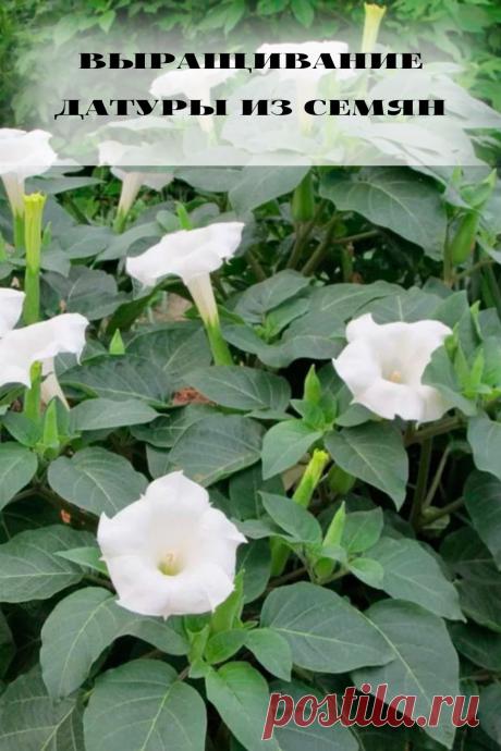выращивание датуры из семян