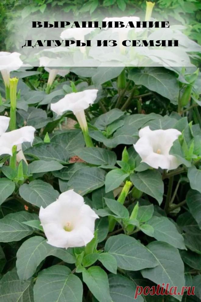 выращивание датуры из семян