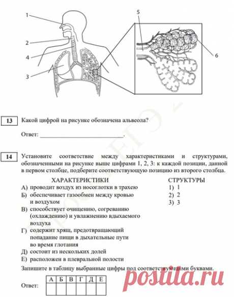 Доброе утро! Продолжаем разбирать вопросы из демоверсии. Ответы пишите через 10 точек. Дополнительный вопрос: "Как называется хрящ, который предотвращает попадание пищи в дыхательные пути во время глотания?"