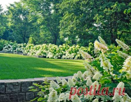 Ландшафтные группы: солитер, пара деревьев или массив - для красивого сада