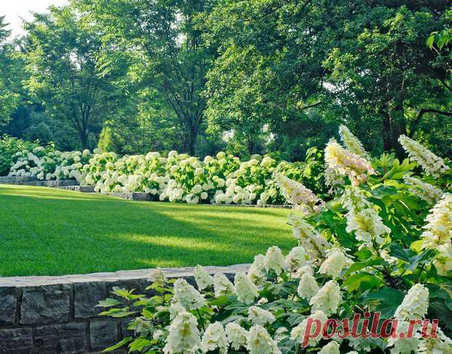 Ландшафтные группы: солитер, пара деревьев или массив - для красивого сада