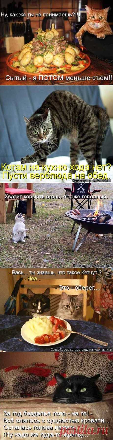 Пусти верблюда на обед - прикольные котоматрицы - covkysom.ru