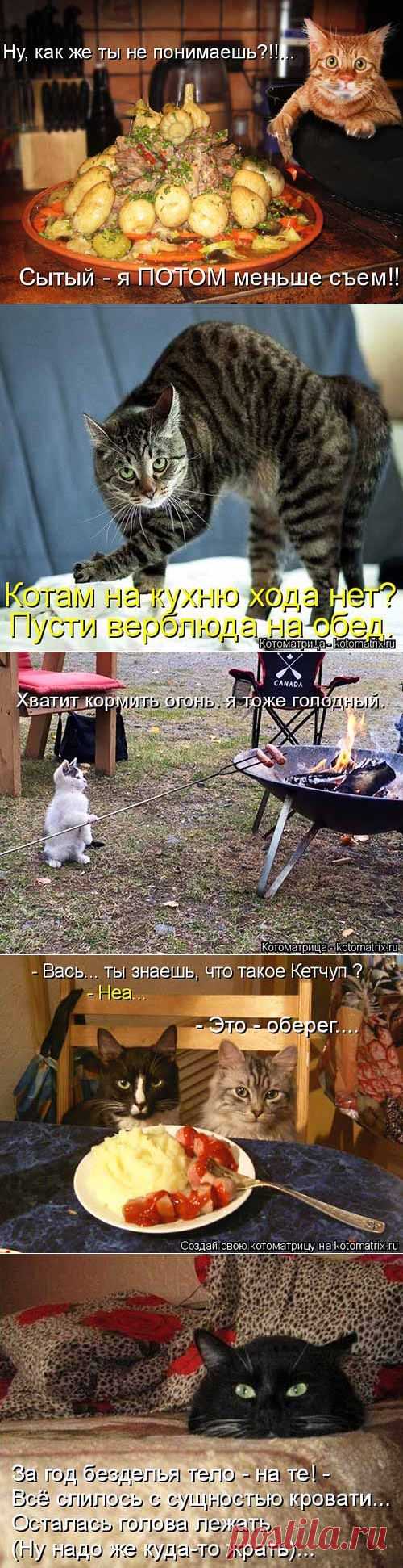 Пусти верблюда на обед - прикольные котоматрицы - covkysom.ru