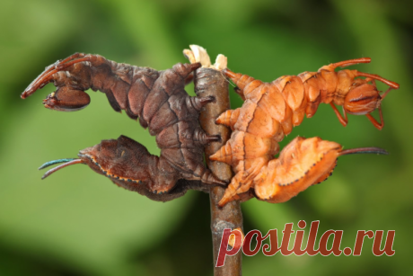 Буковый вилохвост: страшнее природа уже ничего не придумает! » ТрамБай! | Новостная медиаплатформа