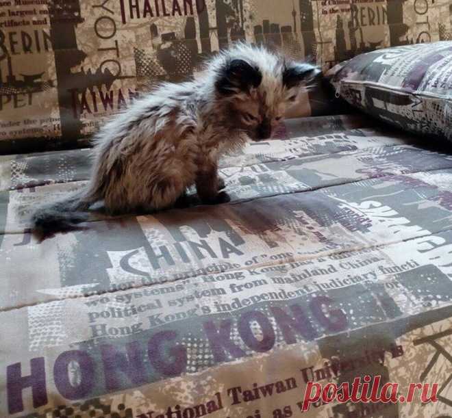 Маленького котёнка пинали ногами на улице - истории на википет
