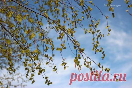 Облаков невесомых пена... Горький запах лесной сосны... Разливается внутривенно Доза майской шальной весны. Растекается солнцем жгучим По нутру, по душе – до &quot;дна&quot;. Оголтело, смешно, кипуче Хулиганит во мне она. Растворяется в каждой клетке Так, как будто уж я – НЕ Я, А серёжка на тонкой ветке, А душистой коры края. И бушует во мне, и дышит, И пульсирует в мой висок: - Ты - как первый цветок на вишне, Как берёзовый нежный сок... (с) Юлия Вихарева (фото автора)