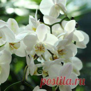 Уход за орхидеей фаленопсис в домашних условиях | Белая Орхидея